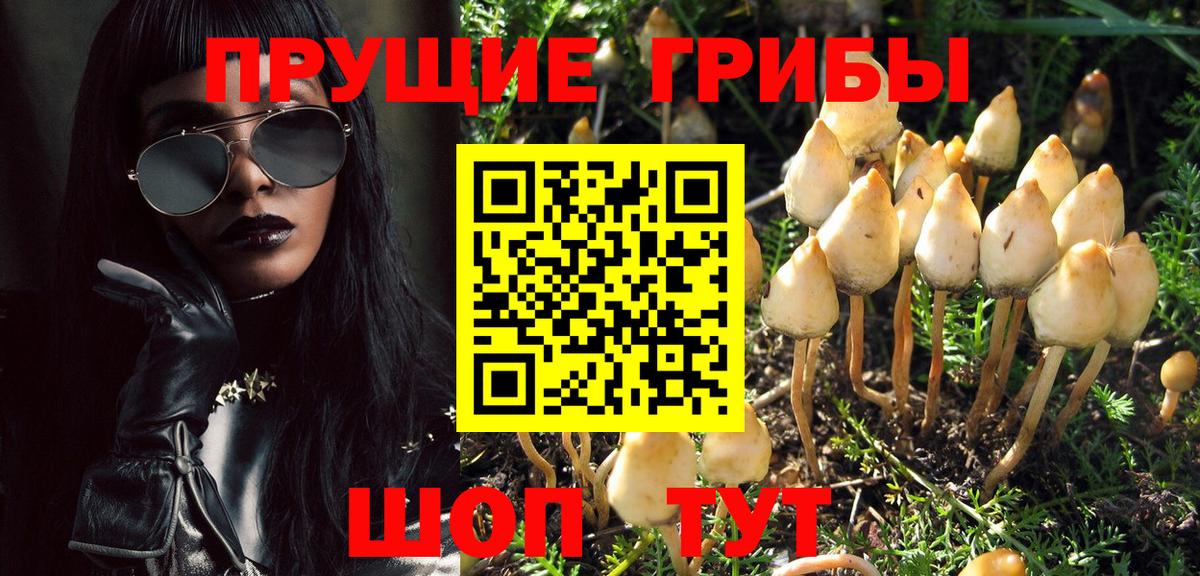 Псилоцибиновые грибы Psilocybine cubensis Тихвин